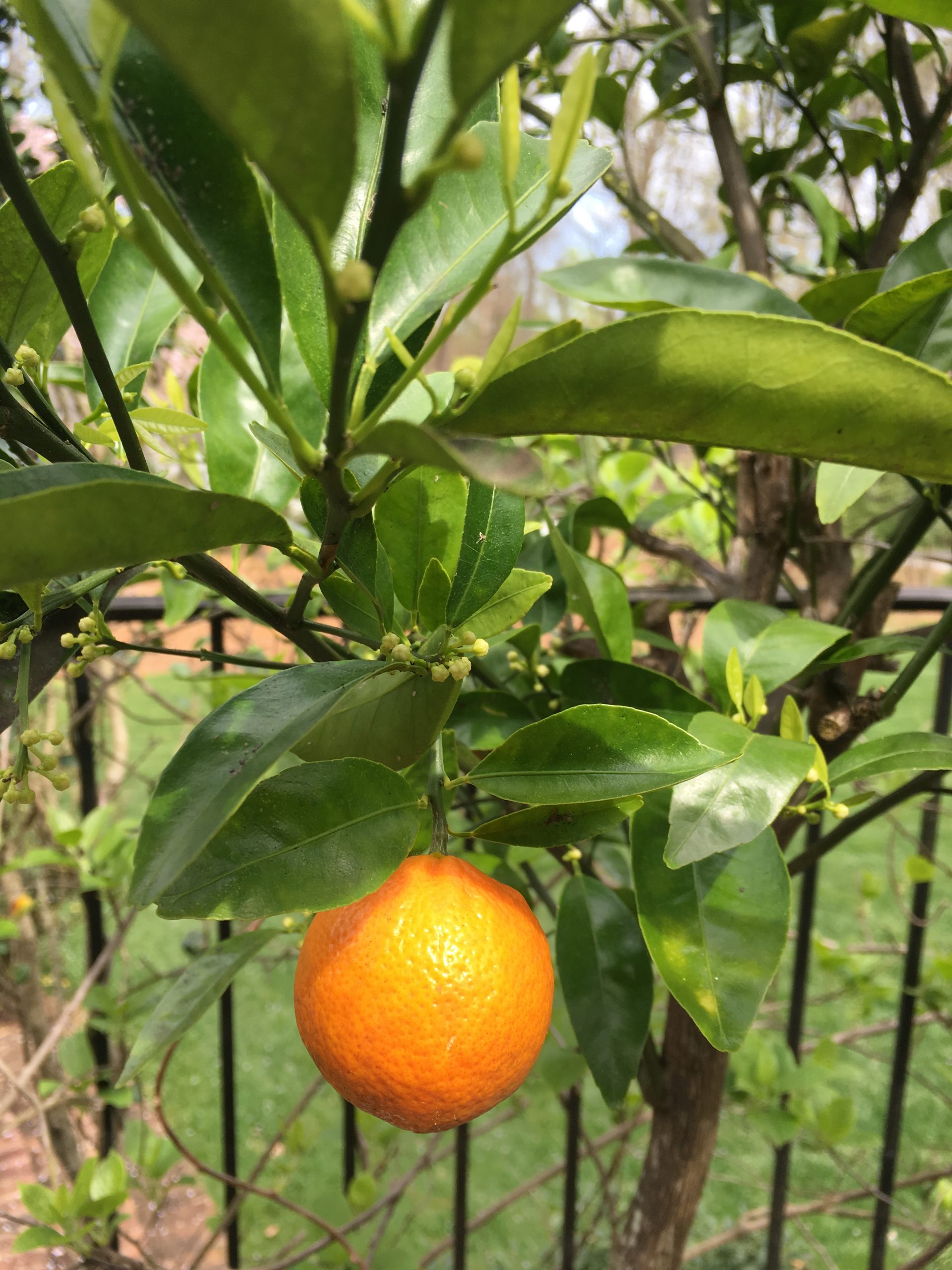 Growing Fruit Trees from Pits and Seeds