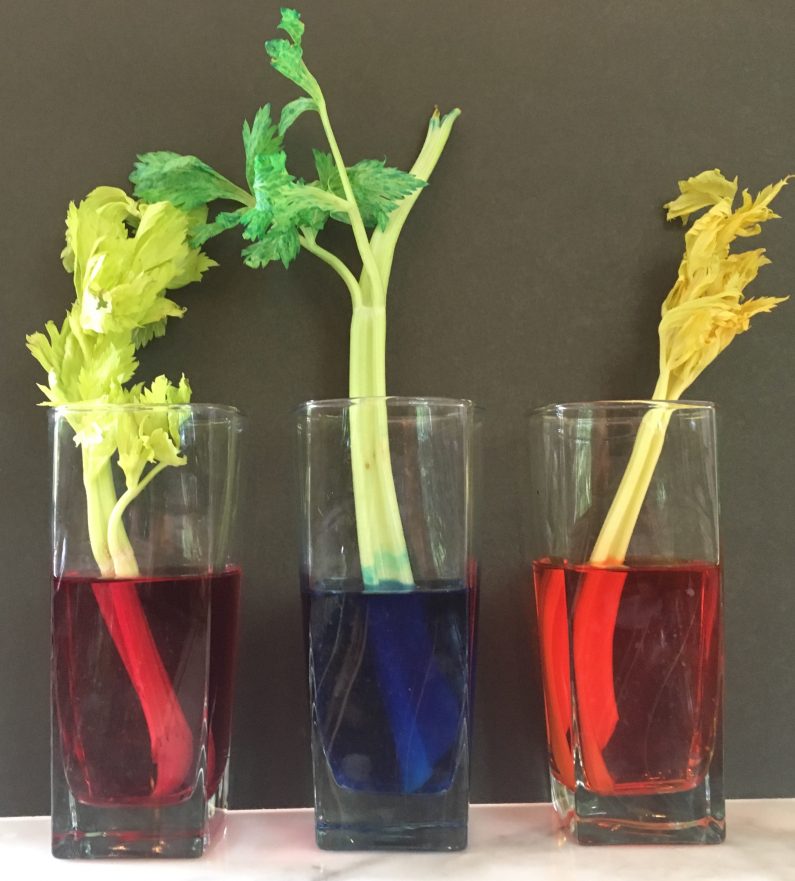 Colorful Celery : Science at Home for Kids