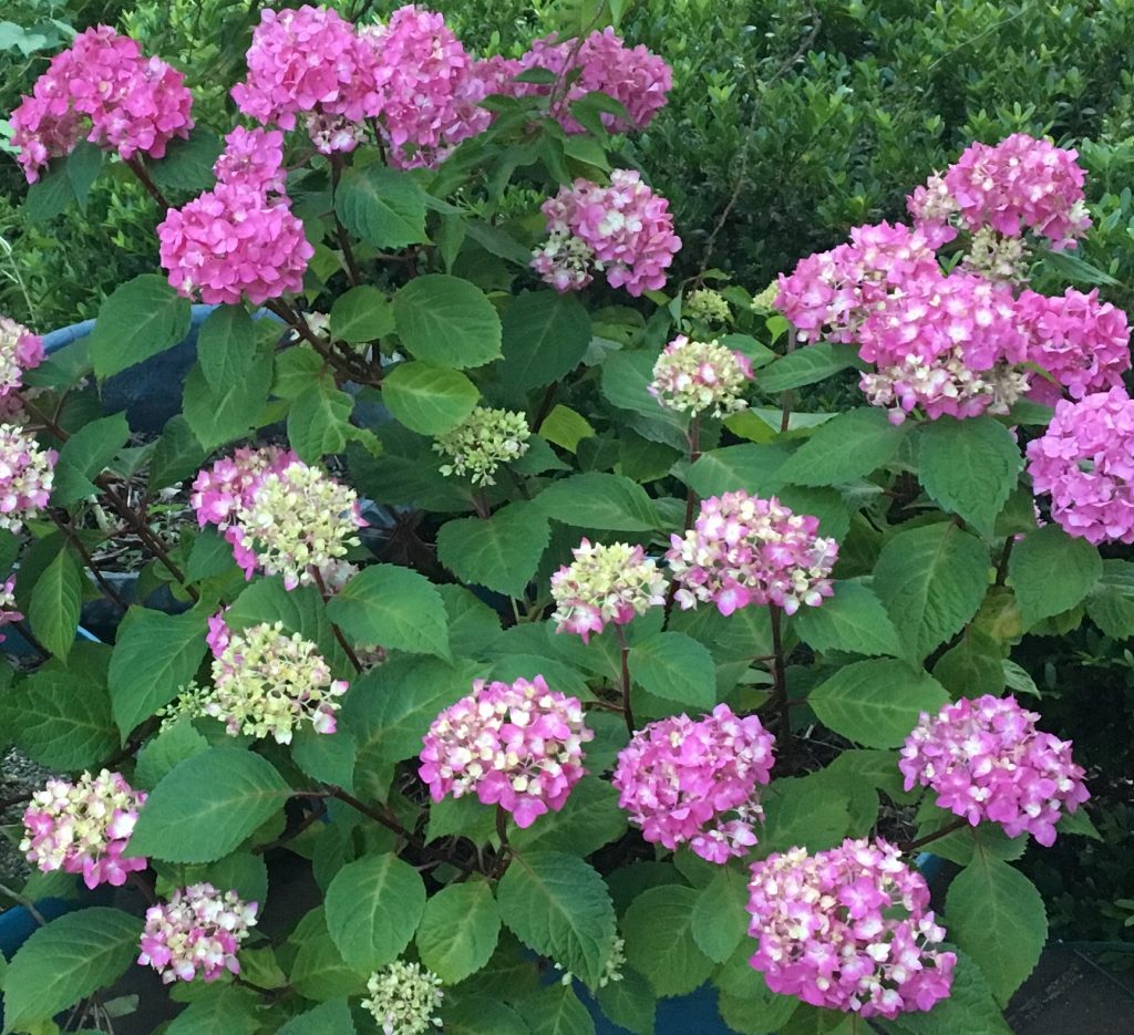 ColorChanging Hydrangeas Science at Home for Kids